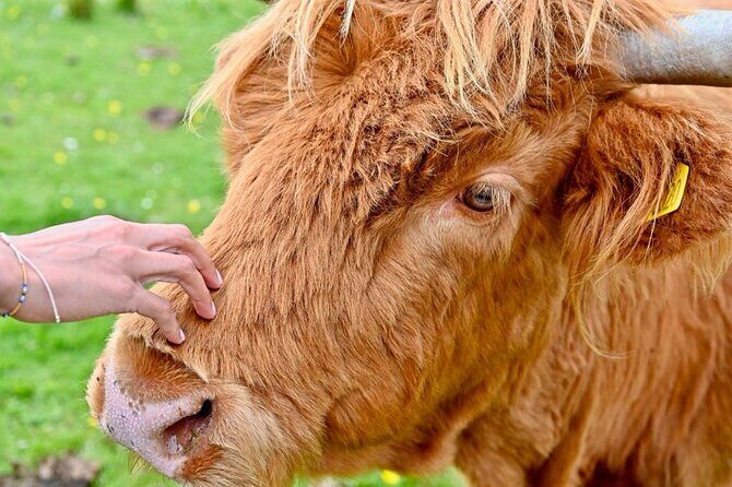 Day Trip from Greenock Cruise Port- Lochs and Castle Tour - Who Should Consider This Tour?