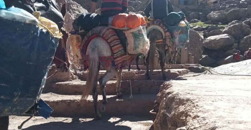 Day Trip From Marrakech - Toubkal Region and Trekking