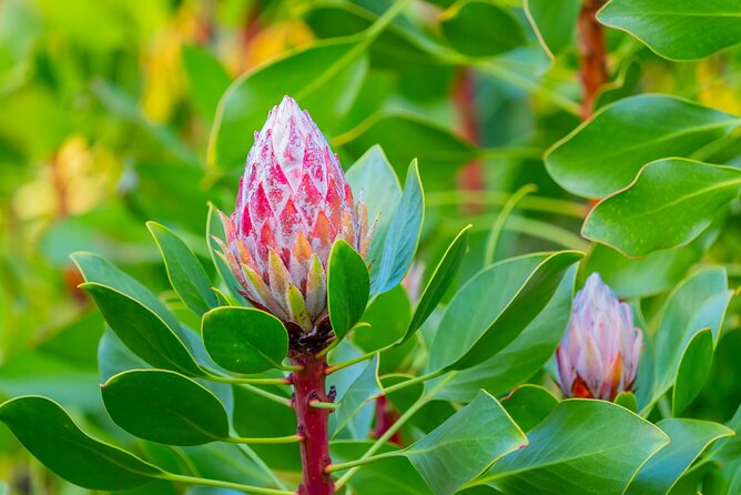 Day Trip Oahu to Maui Haleakala, Iao Valley & Central Maui - Accessibility Features