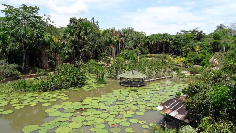 Day Trip on the Amazon River. - Key Points