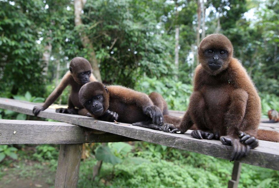 Day Trip on the Amazon River. - Why Choose This Trip
