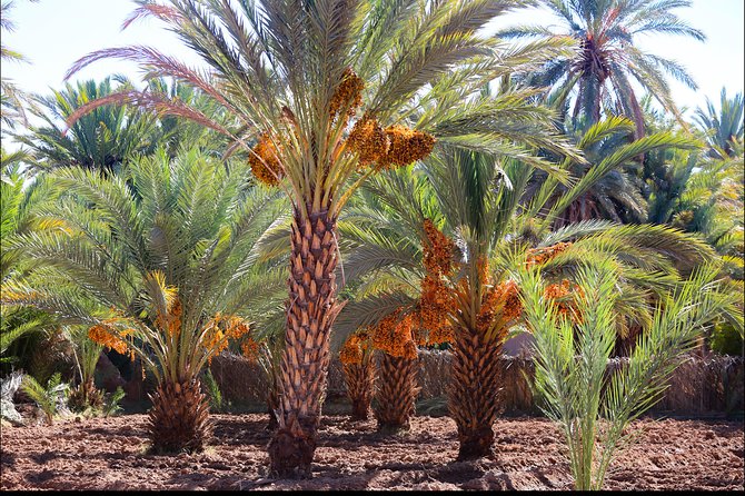 Day Trip Ouarzazate Zagora - Booking Details