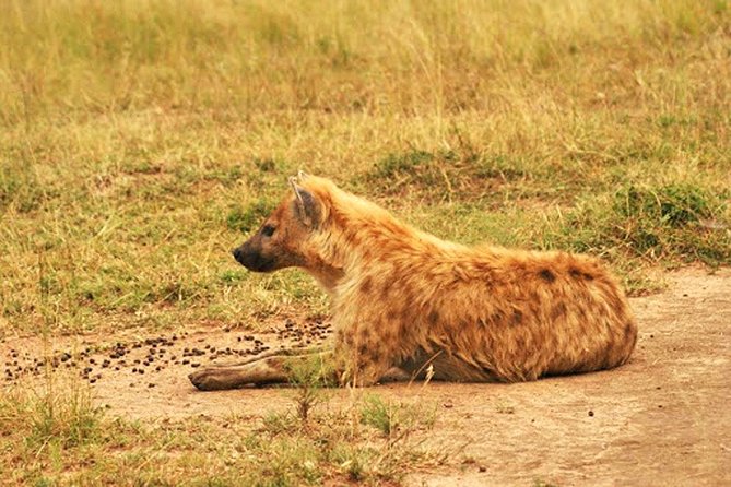 Day Trip Safari - Akagera National Park With Optional Lake Ihema Boat Safari - Optional Lake Ihema Boat Safari