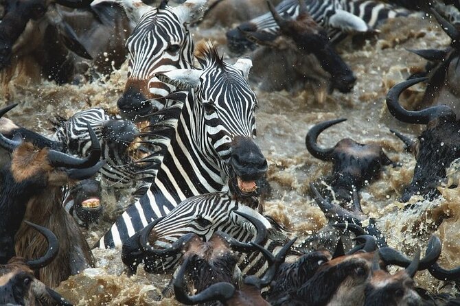 Day Trip Safari to Mikumi National Park - Lunch in the Wild