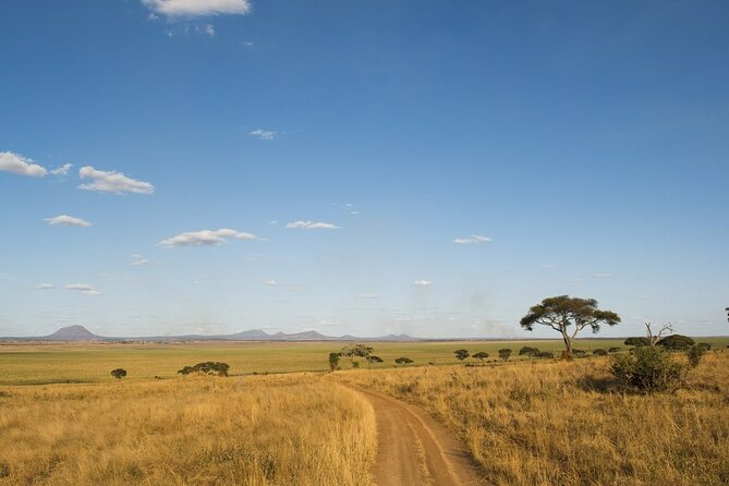 Day Trip Safari to Tarangire National Park - Schedule and Accessibility