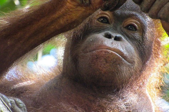 Day Trip Sepilok Orang-utan And City Tour - Customer Reviews and Feedback
