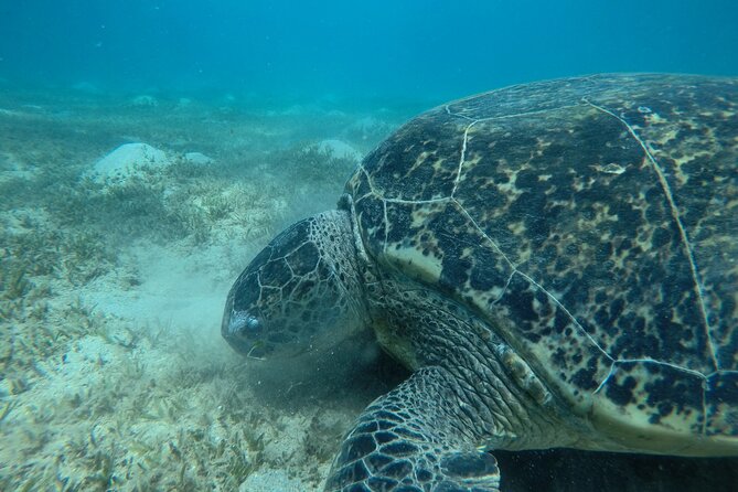 Day Trip Snorkel or Dive With Dugong and Turtles - Inclusions and Amenities