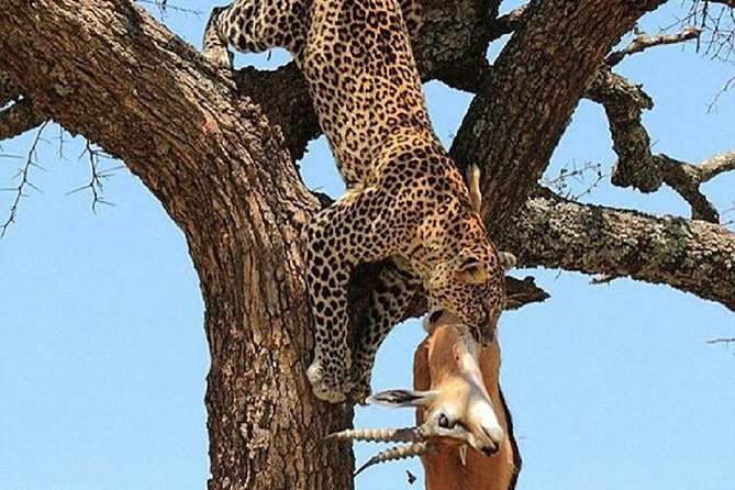 Day Trip Tarangire - Transportation Options Available