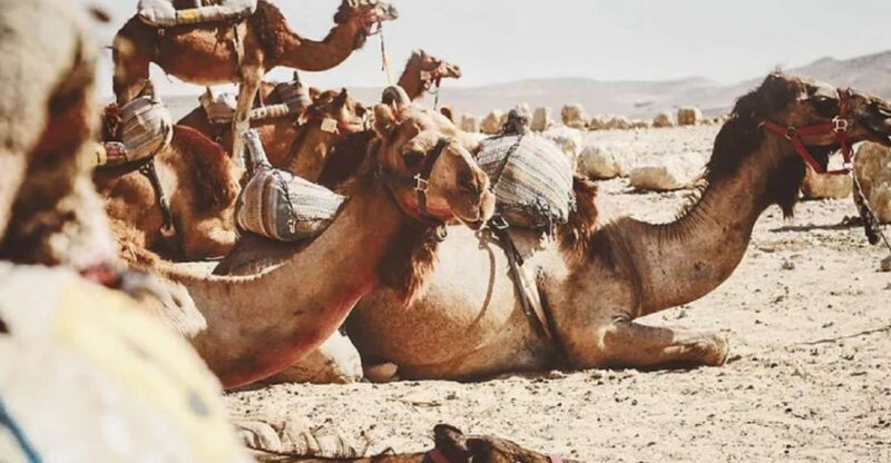 Day Trip To Agafay Desert and Atlas Mountains - Recommended Attire and Items