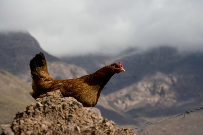 Day Trip to Anima Garden With Atlas Mountains Imlil Valley - Discovering Berber Culture and Traditions