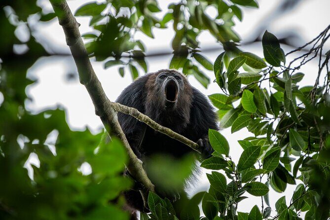 Day Trip to Coba and Punta Laguna with Mayan Lunch - Punta Laguna: Wildlife and Adventure in the Jungle