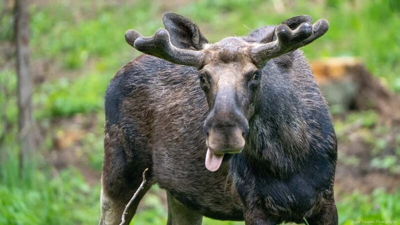 Day Trip To Gauja National Park: Animals, and Castles - Transportation and Practical Details