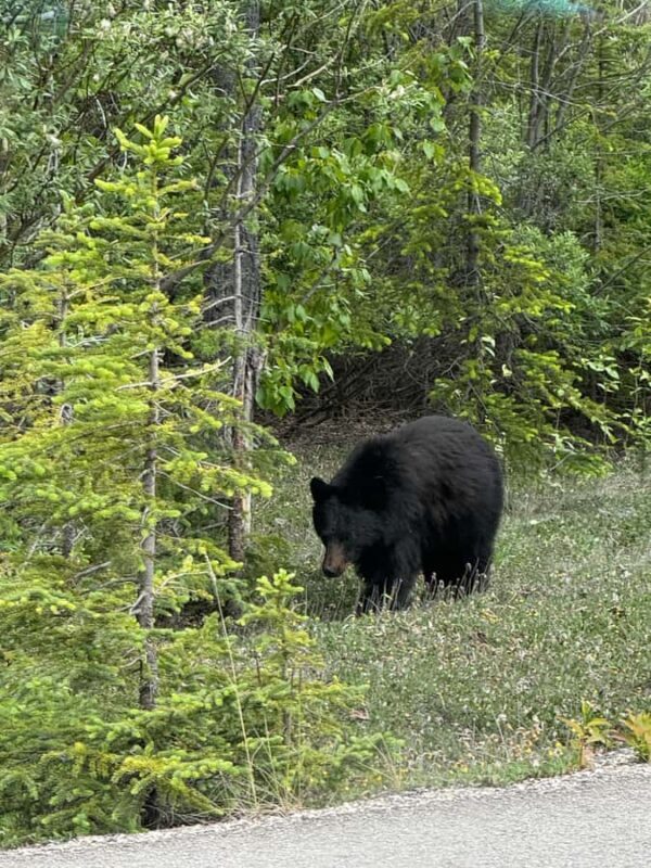 Day Trip to Jasper + Banff with picnic and drinks - FAQ