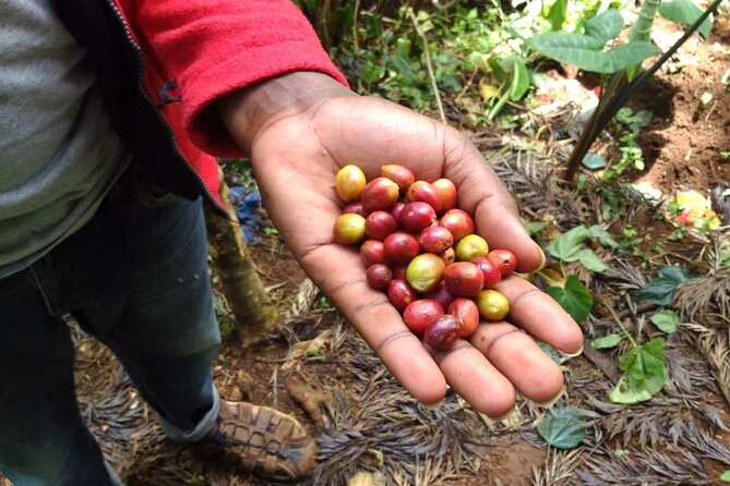 Day Trip to Materuni Waterfall, Coffee Tour and Moshi Nightlife - Guest Reviews and Testimonials