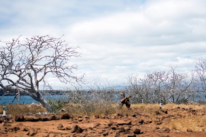 Day Trip to North Seymour Island From Puerto Ayora - Snorkeling and Lunch