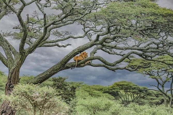 Day Trip To Tarangire National Park - Booking and Cancellation Policy