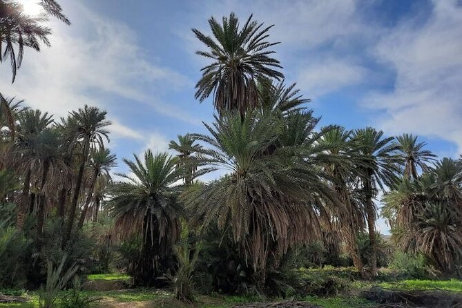 Day Trip to Taroudant and Tiout Oasis With Lunch From Agadir - Discovering Tiout Oasis