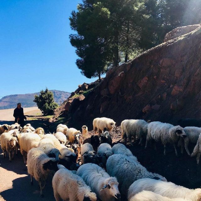 Day Trip to the Atlas Mountains and 5 Valleys From Marrakech - Breathtaking Landscapes and Culture