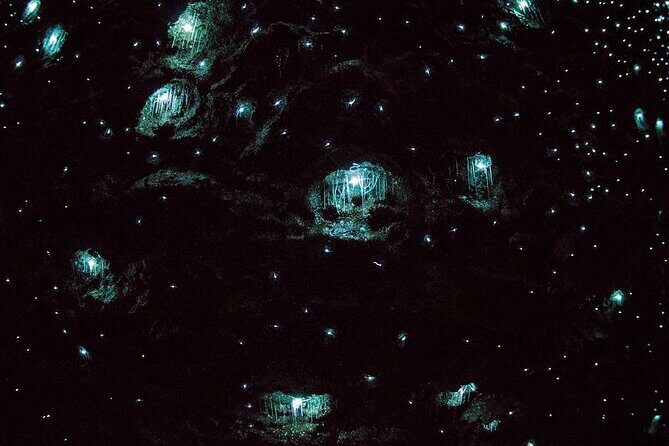 Daytime Scenic Rim Glow Worm Tour + Hop on Hop off Bus - An In-Depth Look at the Tour Experience