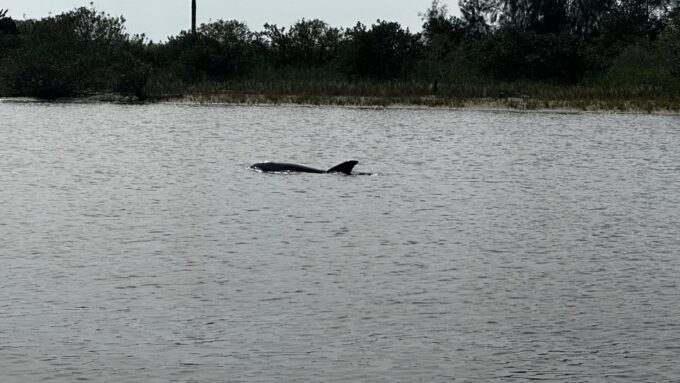 Daytona Beach: 2 Hour Coastal Discovery Boat Cruise - Nearby Attractions