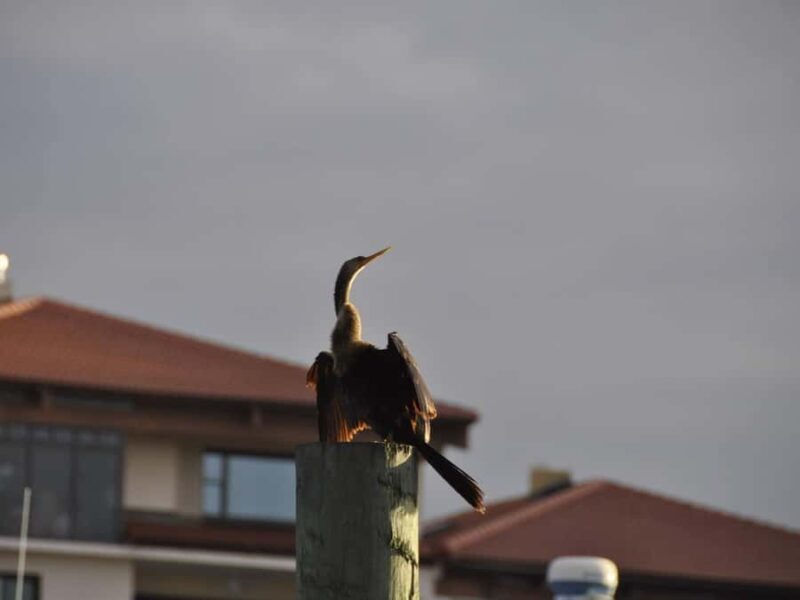 Daytona Beach: Halifax River Wildlife Boat Tour - Frequently Asked Questions