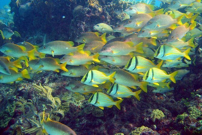 Daytrip Isla Contoy & Isla Mujeres from Cancun - Final Remarks