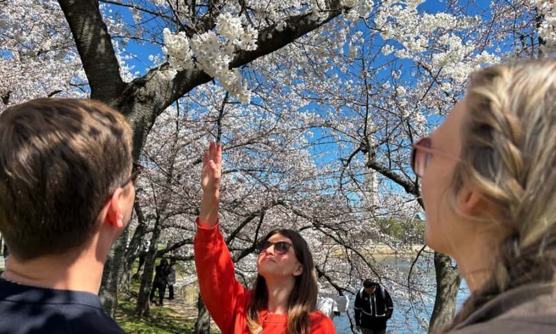DC: Cherry Blossoms & Tidal Basin Memorials Walking Tour - An Introduction to the Tour
