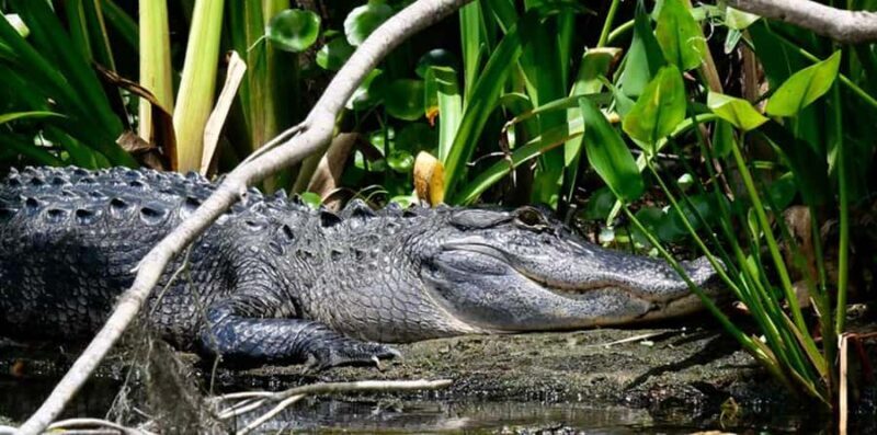 De Leon Springs: Scenic Boat Tour with Narration - A Detailed Look at the De Leon Springs Scenic Boat Tour