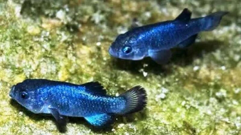 Death Valley: 1-Day Adventure & Stargazing Tour - How to Make the Most of It