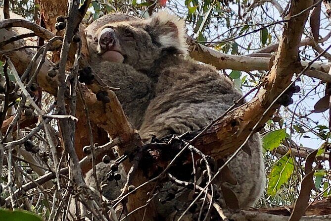 Deep Creek Hike: Trails and Tales with a Foreign Flair - An Overview of the Experience