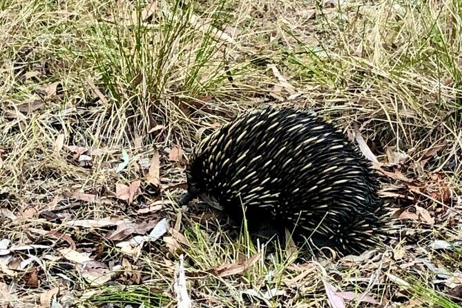 Deep Creek Hike: Trails and Tales with a Foreign Flair - The Sum Up