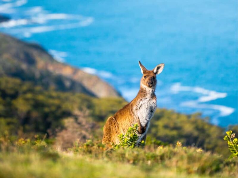 Deep Creek National Park: 4WD Adventure and Native Food Tour - Tapanappa and the Coastal Walk