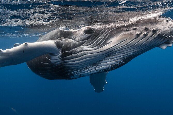 DEEP SEA FISHING 1/2 day (private group) - The Experience’s Drawbacks