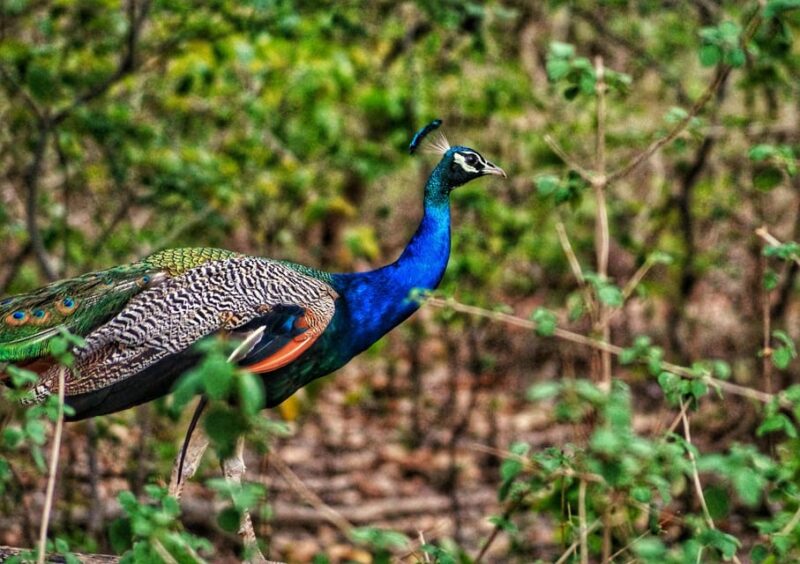 Delhi: 2-Day Jim Corbett Safari Adventure - Good To Know