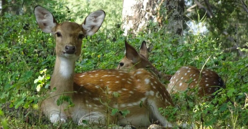 Delhi: 2-Day Jim Corbett Safari Adventure - Safari Experiences
