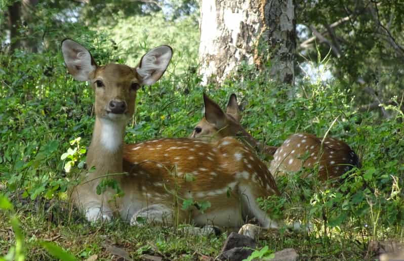 Delhi: 2-Day Jim Corbett Safari Adventure - Accommodation Details