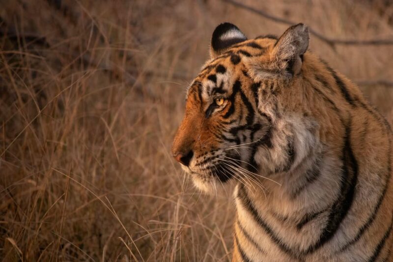 Delhi: 2-Day Jim Corbett Safari Adventure - Dining and Meals