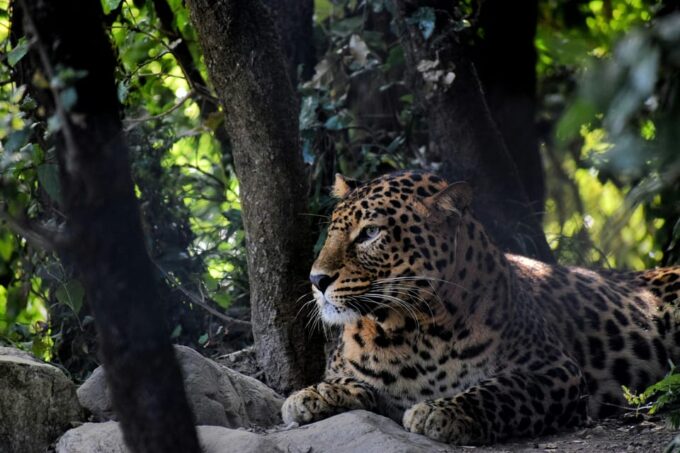 Delhi: 2-Day Jim Corbett Safari Adventure - Transportation Options