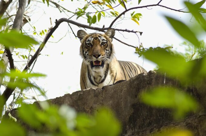 Delhi: 2-Day Jim Corbett Safari Adventure - Important Considerations