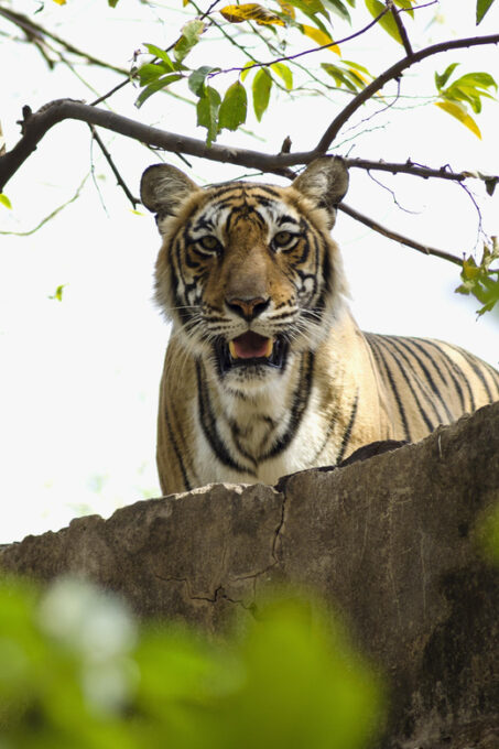Delhi: 2-Day Jim Corbett Safari Adventure - The Sum Up