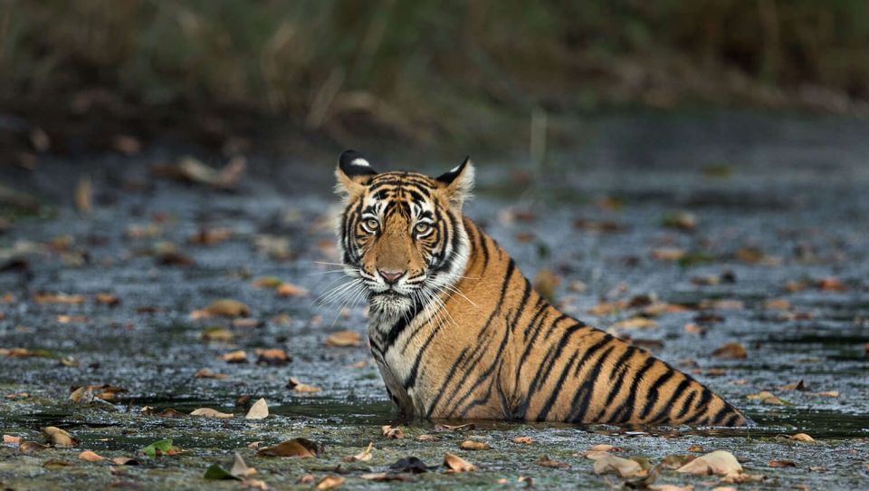 Delhi: 3-Day Trip to Ranthambore National Park With Safari - Key Points