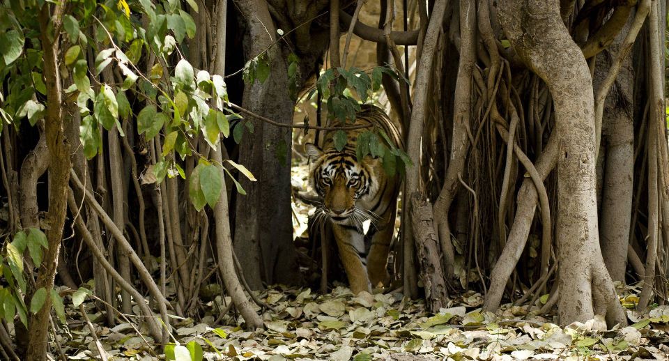Delhi: 3-Day Trip to Ranthambore National Park With Safari - Day 1 Itinerary