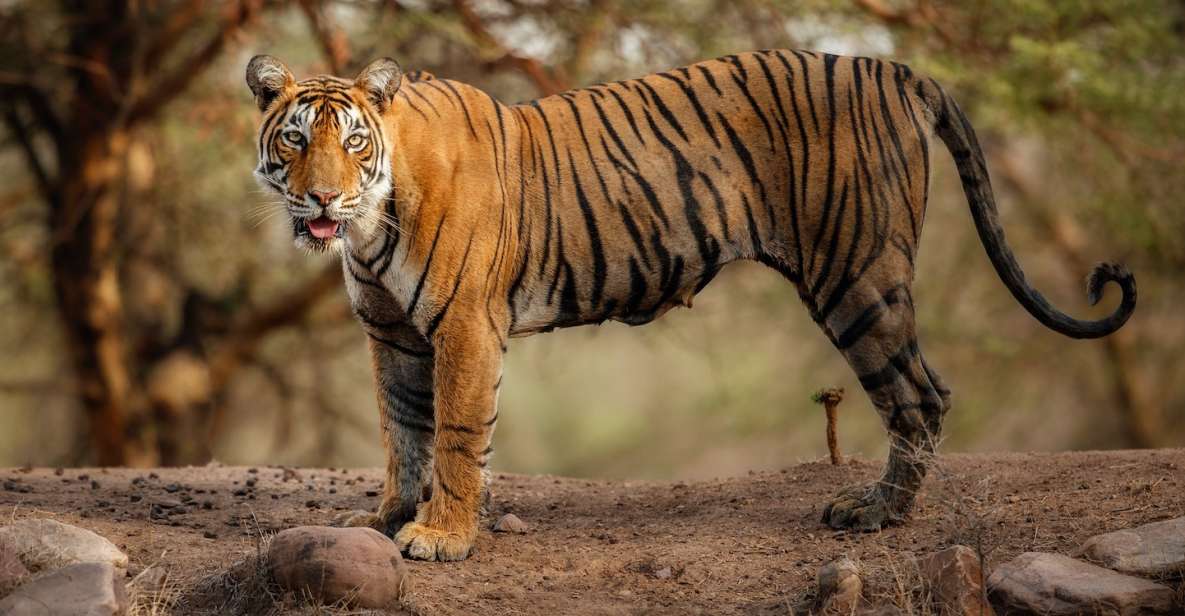 Delhi: 3-Day Trip to Ranthambore National Park With Safari - Day 2 Itinerary
