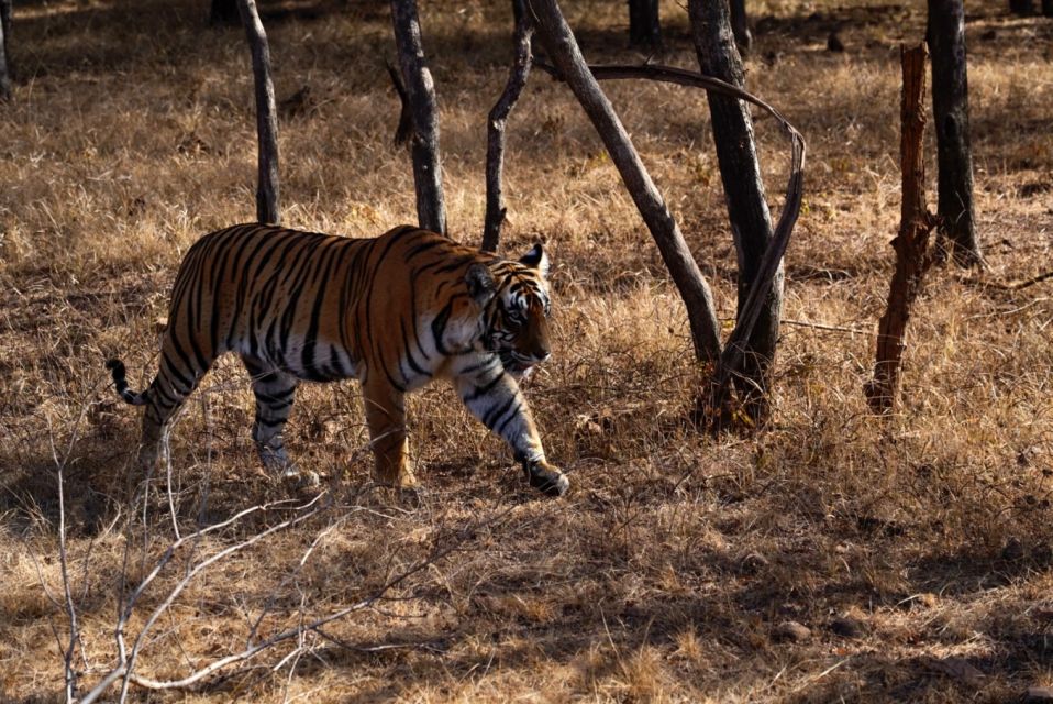Delhi: 7 Days Golden Triangle With Ranthambore & Varanasi - Important Travel Information