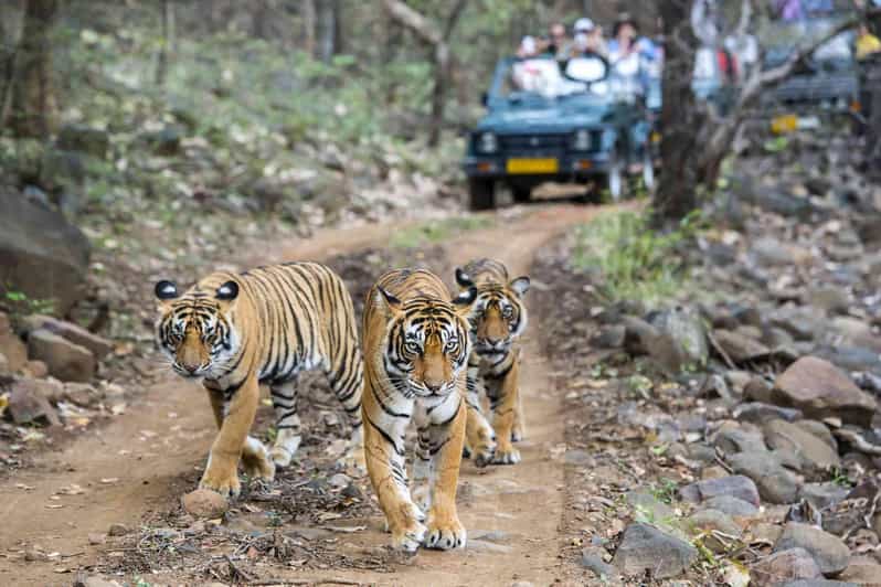 Delhi Agra Jaipur Ranthambore 7 Days Golden Triangle Tour - Important Information