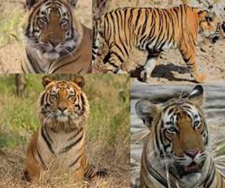 Delhi: Ranthambore National Park 3-Day Trip W/ Tiger Safari - Frequently Asked Questions