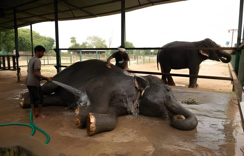 Delhi: Taj Mahal, Elephant & Bear Rescue Center Tour By Car - Inclusions