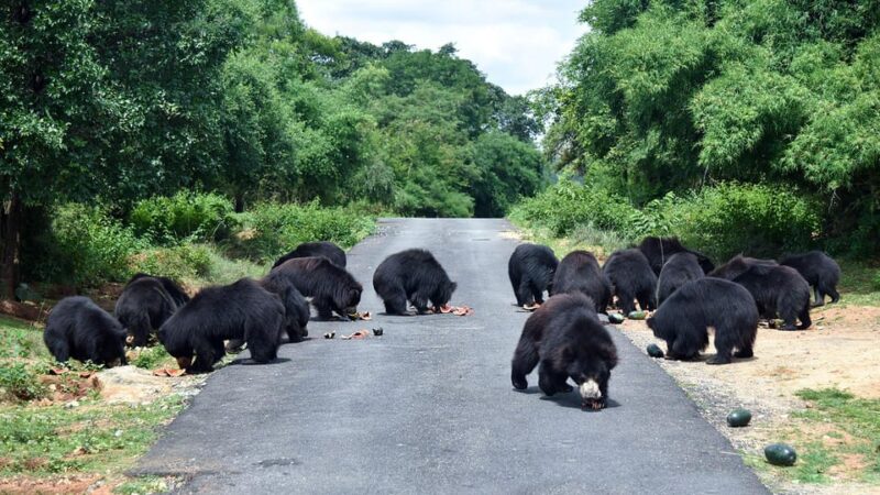 Delhi: Taj Mahal, Elephant & Bear Rescue Center Tour By Car - Important Information