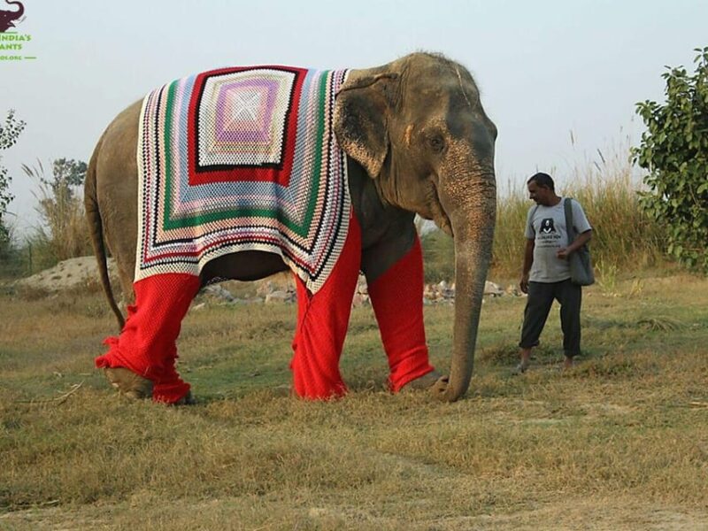 Delhi: Taj Mahal Sunrise With Elephant Conservation Tour - Important Travel Information