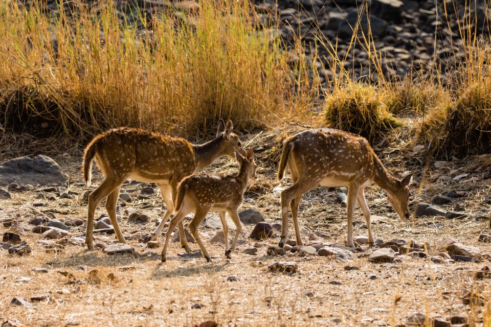 Delhi to Ranthambhore Overnight Tour/Tiger Safari By Car - Detailed Itinerary